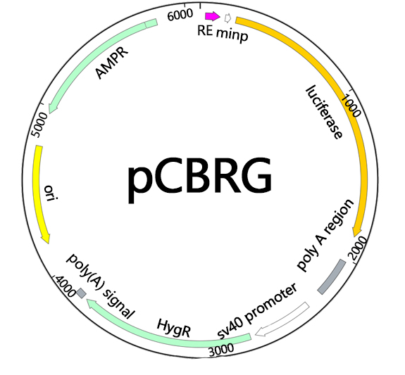 Plasmid profile.jpg