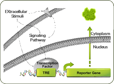 Pathway profile.jpg